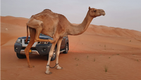 Camel in desert