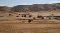 Camel in desert