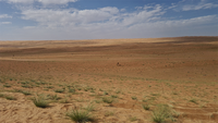 Camel in desert