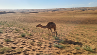 Camel in desert