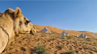 Glamping with camel